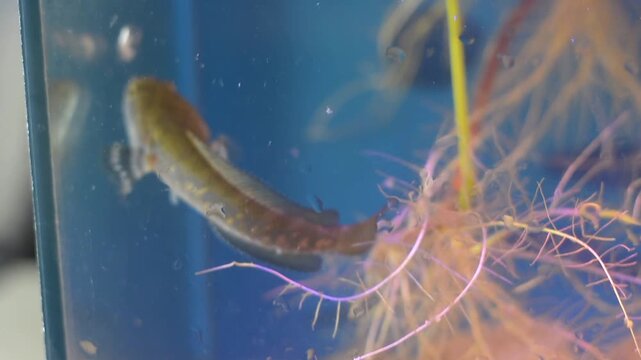 Colorful Dwarf Snakehead Fish Swimming Near Water Surface in Planted Aquarium
