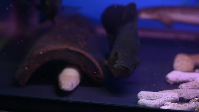 Albino Senegal Bichir Hiding in Cave with Oscar Fish Nearby
