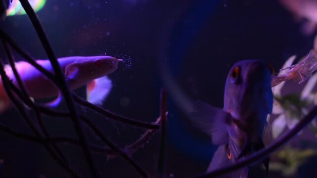 Dark Oscar Fish and Albino Senegal Bichir in Freshwater Aquarium
