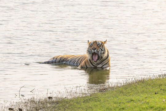 A Bengal tiger (Panthera tigris tigris) cools off in a lake in Zone 3 of Ranthambore National Park, India, during intense summer heat exceeding 40&deg;C.