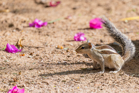 A Northern Palm Squirrel (Funambulus pennantii) at Jhalana Leopard Safari Park, India, foraging actively among trees and shrubs in its natural habitat.