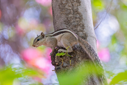 A Northern Palm Squirrel (Funambulus pennantii) at Jhalana Leopard Safari Park, India, foraging actively among trees and shrubs in its natural habitat.