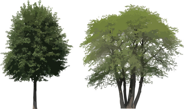 Two green deciduous trees with lush foliage isolated on white background high resolution cut out nature elements.
