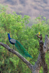 Fototapeta premium A Yellow footed Green Pigeon (Treron phoenicopterus) and an Indian Peafowl (Pavo cristatus) perch in a tree at Jhalana Leopard Safari Park, India.