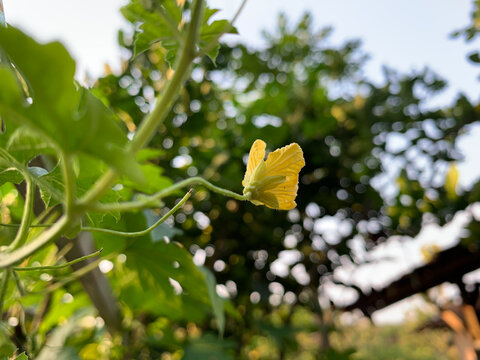 Close-up of a vibrant yellow bitter gourd (Momordica charantia) flower on a leafy vine, with soft, natural bokeh background