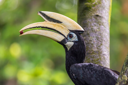 The Oriental pied hornbill  in Sungei Buloh Wetland Reserve Singapore. 
It has the largest distribution in the genus and is found in the Indian Subcontinent and throughout Southeast Asia. 