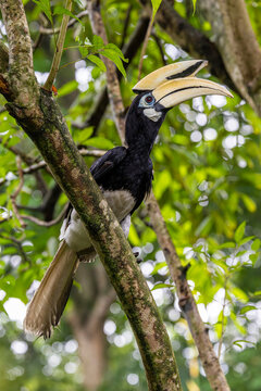 The Oriental pied hornbill  in Sungei Buloh Wetland Reserve Singapore. 
It has the largest distribution in the genus and is found in the Indian Subcontinent and throughout Southeast Asia. 