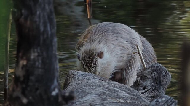 Wild coypus grooming on the riverbank. Wild nutria rats washing themselves and cleaning their fur in their natural habitat in Ukraine. Wildlife behavior.