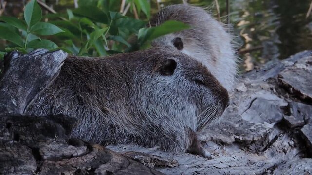 Two large coypus grooming each other on a log. Nutria rats interacting, cleaning fur and showing affection in the wild.
