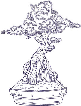 Vector hand drawn sketch of bonsai tree with visible roots growing on rock in pot. Traditional japanese miniature plant art isolated on white background.
