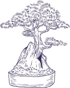 Vector illustration of traditional japanese pine bonsai tree growing out of high rock. Miniature coniferous plant hand drawn sketch isolated on white background.