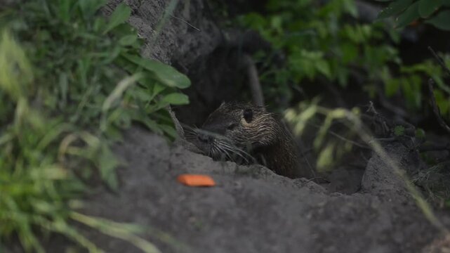 Feeding wild animals. Nutria rat coming out of the river to take a piece of fresh carrot.

