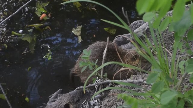 Wild nutria rats on a log in the river. Coypu activity in a forest river habitat, wildlife routine.
