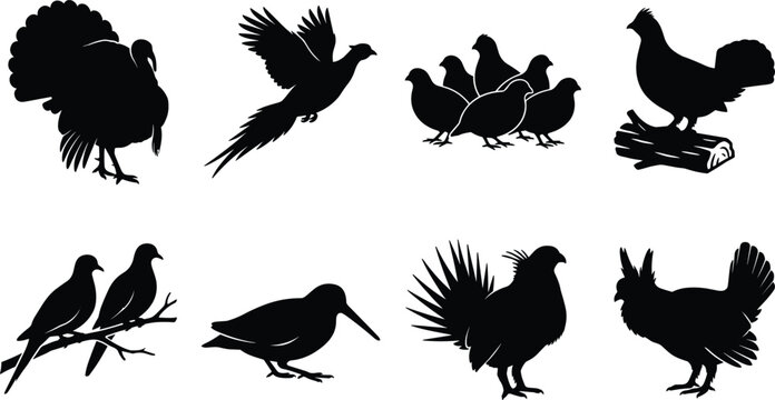 Vector silhouettes of wild game birds and upland poultry species set isolated on white background