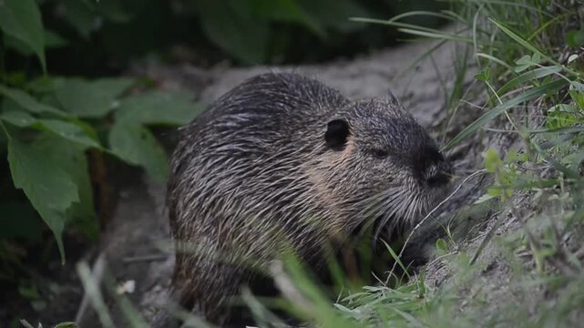 Close-up of a large nutria rat walking through the grass on the riverbank. Coypu in the wild.
