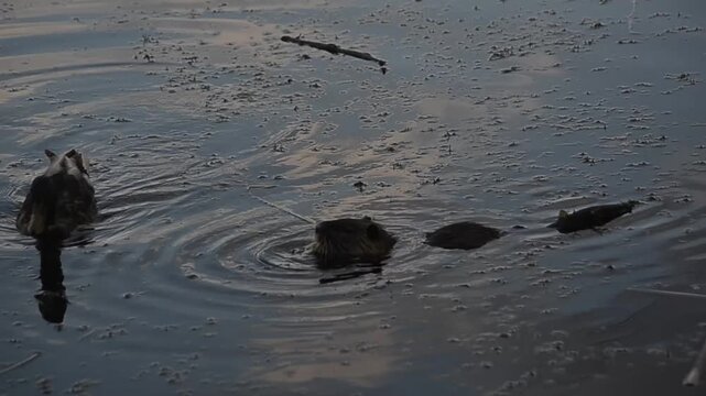 Wild nutria rat swimming up to a duck in the river. Wildlife interaction between different animal species.
