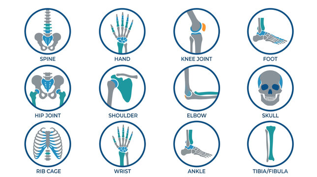 Human body skeletal system anatomy infographic.