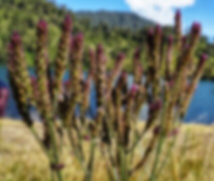 Blurred of Verbena Brasiliensis Flower in Ranu Kumbolo Lake, Mount Semeru