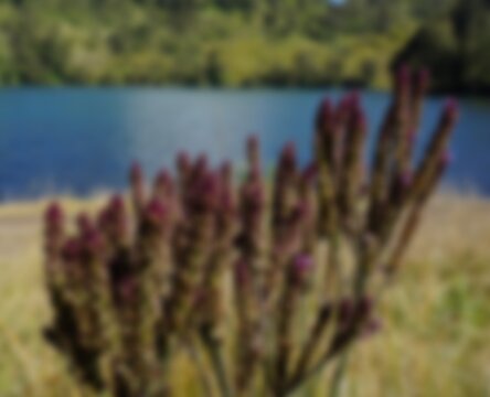Blurred of Verbena Brasiliensis Flower in Ranu Kumbolo Lake, Mount Semeru