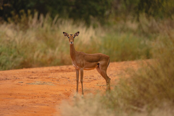 Fototapeta premium Female impala stands on track eyeing camera