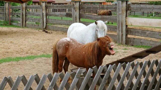The neighing horse. Two miniature horses brown and white, standing in a paddock near a feeding trough behind wooden fence. Animals behavior. Livestock farm. High quality 4K footage.