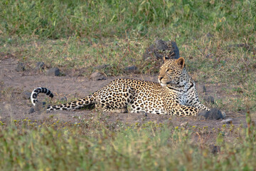 Naklejka premium Female leopard lies in clearing curling tail