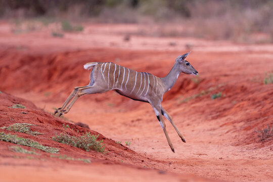 Female lesser kudu jumping down into gully