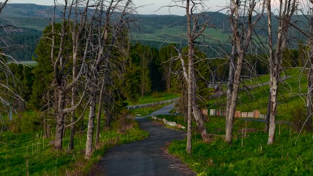 Low altitude drone cinematic flight through dead leafless cedar trees along an asphalt road on the mountain pass of Seminsky in Altai.