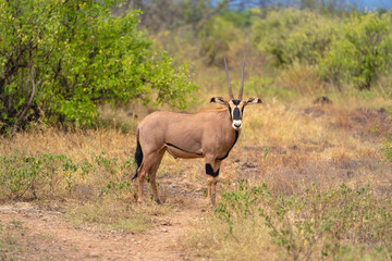 Naklejka premium Fringe-eared oryx stands in clearing watching camera