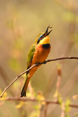 Obraz premium Little bee-eater catches fly on curved branch
