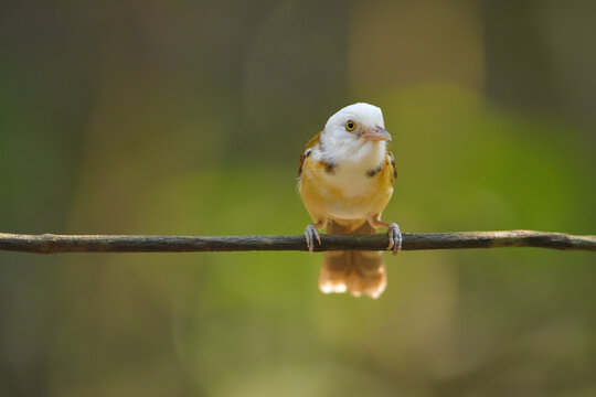 Collared Babbler (Gampsorhynchus rufulus) perched on branch  birdwatching in the forest.