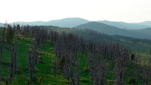 Evening aerial drone view flying over dead leafless cedar trees on a green mountain slope at the Seminsky Pass in Altai.