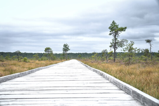 Wooden boardwalk through the raised bog, hiking trail in unspoiled nature.
