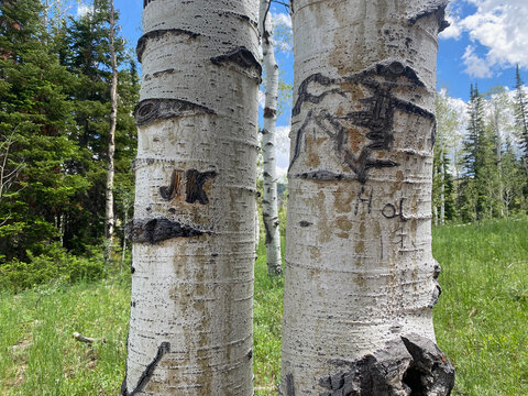 A pair of mature aspen trees displaying carved initials and rustic artwork in a lush mountain forest, capturing the intersection of human expression or destruction.