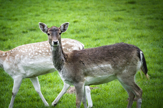 Group of fallow deer on a green meadow in summer.