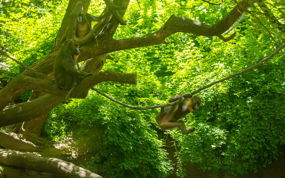Mandrils playful antics. Bronx Zoo, New York.