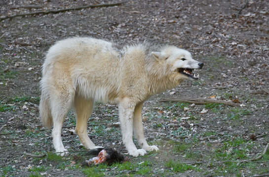 Snarling white wolf defending its prey in the forest.