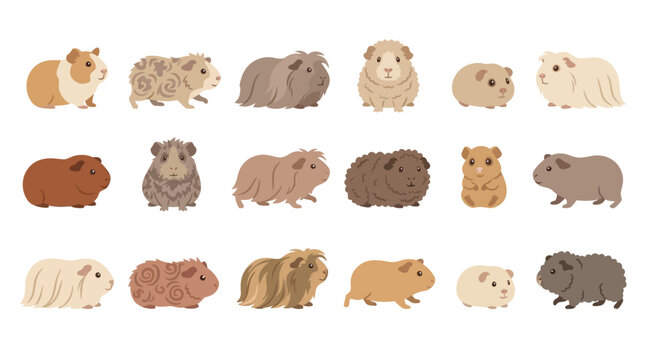 Collection of various cute guinea pigs in different colors and fur types, isolated on a white background.