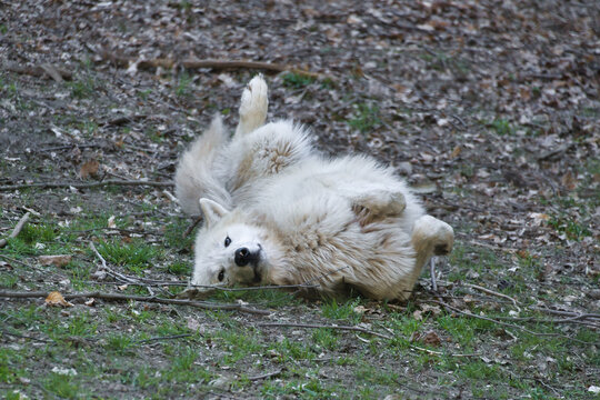 Playful white wolf rolling on the forest floor.