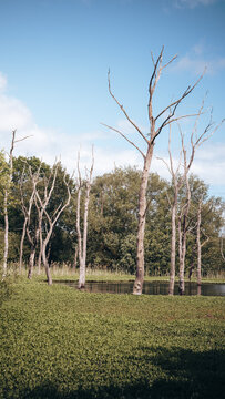Woodland Wetlands and Standing Trees at Arcot Pond, Cramlington, Northumberland, June 2026