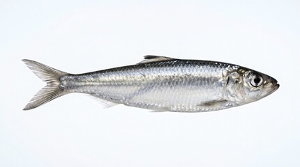 Naklejka premium Single Sardine Fish Isolated on White Background Studio Shot.