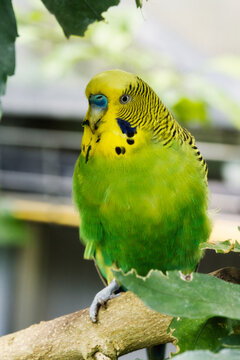 Portrait of a green and yellow budgerigar among leaves.