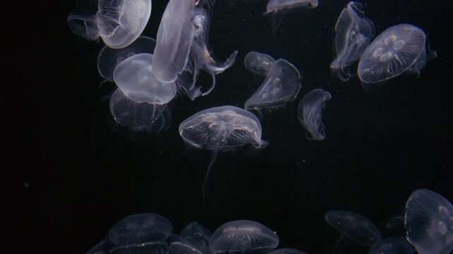 4K Video of moon jellyfish swimming gracefully against a black background.	
