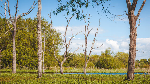 Woodland Wetlands and Standing Trees at Arcot Pond, Cramlington, Northumberland, June 2026