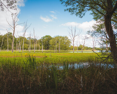 Woodland Wetlands and Standing Trees at Arcot Pond, Cramlington, Northumberland, June 2026