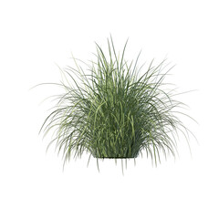 Fototapeta premium Grass bush isolated transparent background photo realistic 3d rendering PNG 16 bit with alpha channel 