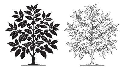 coffee plant illustration with berries and leaves © Shamsul