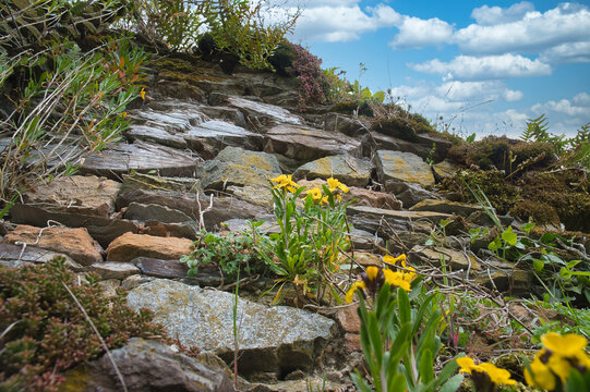 Yellow wildflowers on a rustic stone wall under a blue sky