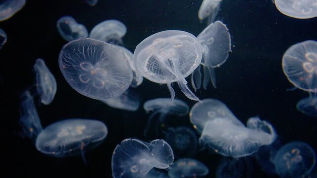 4K Video of moon jellyfish swimming gracefully against a black background.	
