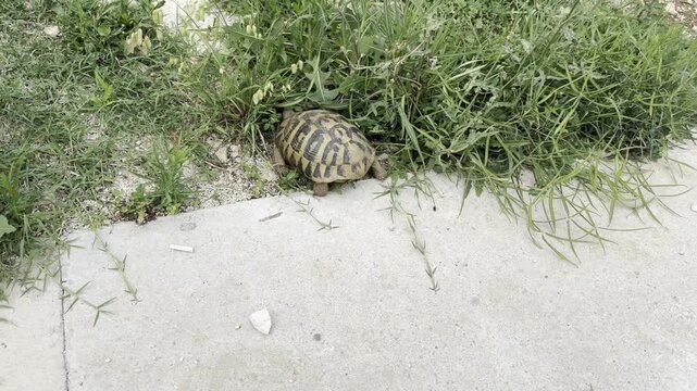 Hermann's tortoise escaping into wild bushes after being rescued from a dangerous road highway, animal survival.